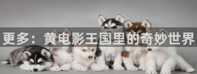 天狼影院在线看：更多：黄电影王国里的奇妙世界